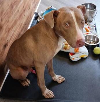 Eli -  Terrier and Mixed Breed Dog for Adoption in West Memphis, Arkansas - Eli | PetCurious