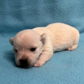 Nutmeg -  Chihuahua Dog for Adoption in Austell, Georgia - Nutmeg | PetCurious