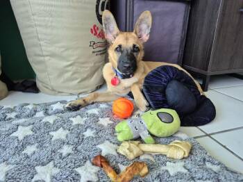 Rescue Corgi and German Shepherd Dog Dogs for Adoption - Sam | PetCurious