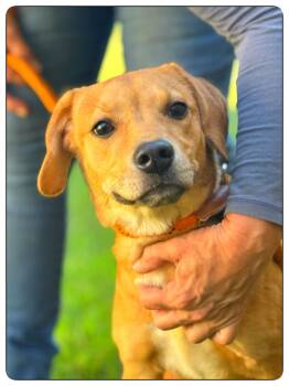 Sriracha -  Labrador Retriever and Terrier Dog for Adoption in Meherrin, Virginia - Sriracha | PetCurious