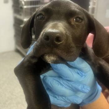 Brother Boy -  Labrador Retriever and Mixed Breed Dog for Adoption in Hattiesburg, Mississippi - Brother Boy | PetCurious