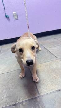 Mixed Breed Dogs Available for Adoption in El Paso, Texas - 61054168 | PetCurious