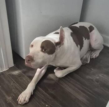 A813133 -  American Staffordshire Terrier Dog for Adoption in San Antonio, Texas - A813133 | PetCurious