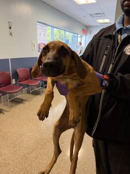 ANYA -  German Shepherd Dog and Mixed Breed Dog for Adoption in Doral, Florida - ANYA | PetCurious