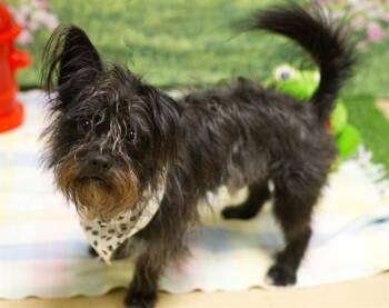 Terrier and Mixed Breed Dogs Available for Adoption in South Lake Tahoe, California - PINTO | PetCurious
