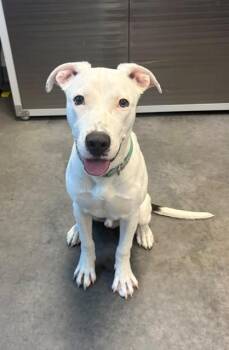 TRE -  Labrador Retriever and Mixed Breed Dog for Adoption in Brunswick, Georgia - TRE | PetCurious