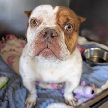 Rosarita -  English Bulldog and Mixed Breed Dog for Adoption in Saint Charles, Missouri - Rosarita | PetCurious