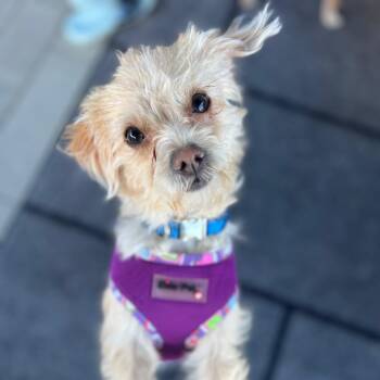 Cookie -  Maltipoo Dog for Adoption in Fremont, California - Cookie | PetCurious