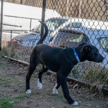 Plott Hound Dogs Available for Adoption in Pawling, New York - Waylon | PetCurious