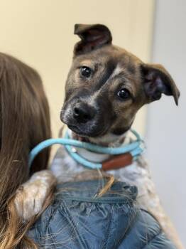 Australian Cattle Dog Blue Heeler and Shepherd Dogs Available for Adoption - Natalie (AVAILABLE 4/7) | PetCurious