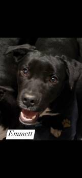 Black Labrador Retriever and Mixed Breed Dogs Available for Adoption - Emmett | PetCurious