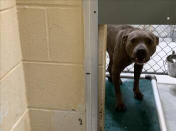 Pit Bull Terrier and Mixed Breed Dogs Available for Adoption in Tulsa, Oklahoma - AUGGIE | PetCurious