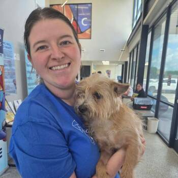 Hobi Dandy -  Terrier Dog for Adoption in Houston, Texas - Hobi Dandy | PetCurious