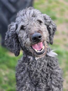 Standard Poodle Dogs Available for Adoption - Scruffy | PetCurious