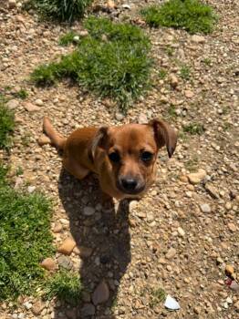 Dachshund Dogs Available for Adoption in Troy, Virginia - Lotis | PetCurious
