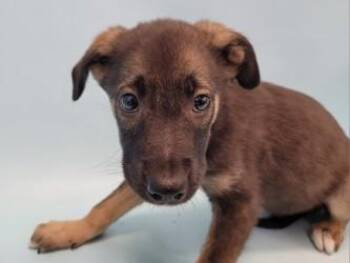 Mochi -  German Shepherd Dog and Mixed Breed Dog for Adoption in Golden Valley, Minnesota - Mochi | PetCurious