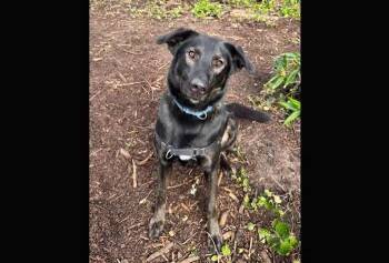 Belgian Shepherd Malinois Dogs Available for Adoption - Velma | PetCurious