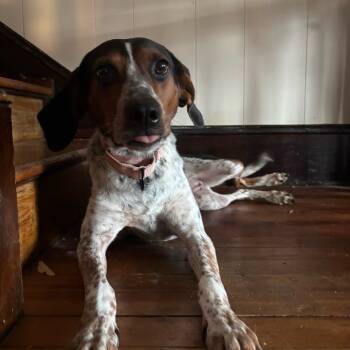 Rescue Hound Dogs for Adoption in Harrisonburg, Virginia - Miss Piggy | PetCurious