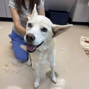 Amelia -  Mixed Breed Dog for Adoption in Mebane, North Carolina - Amelia | PetCurious
