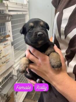 Rally -  Shepherd Dog for Adoption in Clarksburg, Ontario - Rally | PetCurious