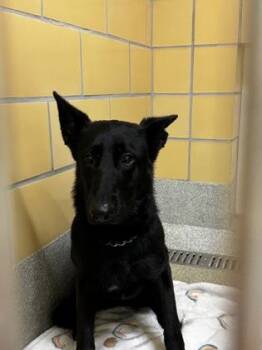 Phoenix -  German Shepherd Dog Dog for Adoption in Key West, Florida - Phoenix | PetCurious