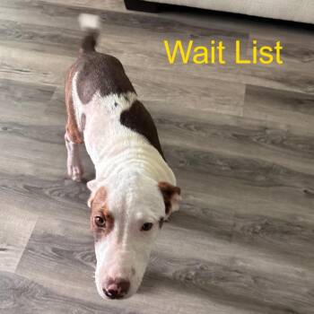 Peanut -  Terrier Dog for Adoption in Livingston, Texas - Peanut | PetCurious