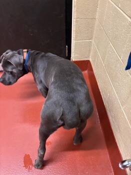 Smokey -  Cane Corso Dog for Adoption in Douglasville, Georgia - Smokey | PetCurious