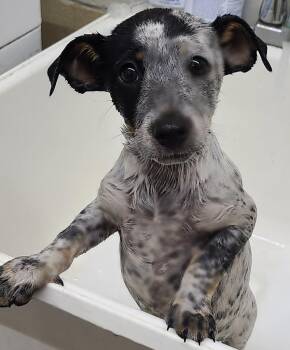 Australian Cattle Dog Blue Heeler and Terrier Dogs Available for Adoption in Swainsboro, Georgia - River | PetCurious