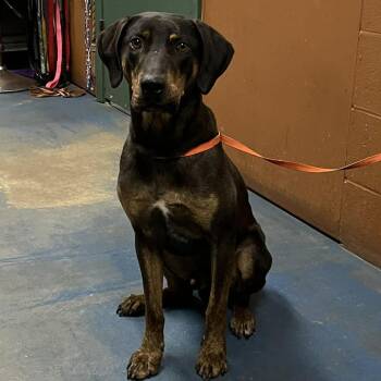 Hound and Mixed Breed Dogs Available for Adoption in Hamilton, Georgia - Bruno | PetCurious