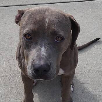 ButterNut -  Pit Bull Terrier Dog for Adoption in Rockdale, Texas - ButterNut | PetCurious