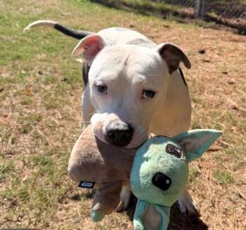 Biscoff -  Pit Bull Terrier Dog for Adoption in Little Rock, Arkansas - Biscoff | PetCurious