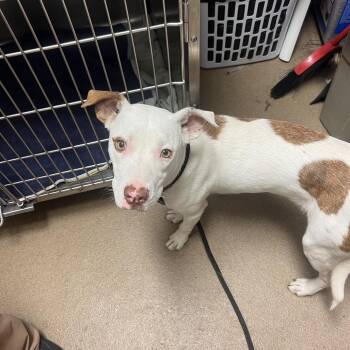 Faye -  Mixed Breed Dog for Adoption in Chattanooga, Tennessee - Faye | PetCurious