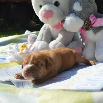 Daisy Pup 5 -  Retriever Dog for Adoption in Enterprise, Alabama - Daisy Pup 5 | PetCurious