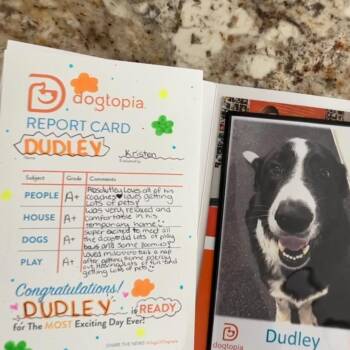 Bernese Mountain Dog and Great Pyrenees Dogs Available for Adoption in Magnolia, Texas - Dudley  | PetCurious