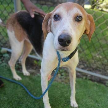 Penny -  Mixed Breed Dog for Adoption in Davenport, Iowa - Penny | PetCurious
