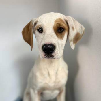 Hound Dogs Available for Adoption in Columbia, South Carolina - Santee | PetCurious