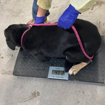 Rufus -  Mixed Breed Dog for Adoption in Las Cruces, New Mexico - Rufus | PetCurious