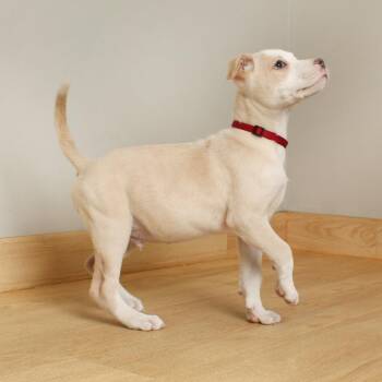 Rat Terrier and Mixed Breed Dogs Available for Adoption in Minnetonka, Minnesota - Blarney D68583 | PetCurious