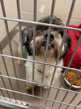 Mango -  Shih Tzu Dog for Adoption in Christiansburg, Virginia - Mango | PetCurious