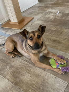 Rescue Terrier and Shepherd Dogs for Adoption in San Diego, California - Frida | PetCurious