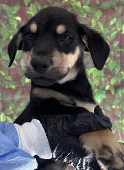 Rottweiler and Mixed Breed Dogs Available for Adoption - Sven | PetCurious