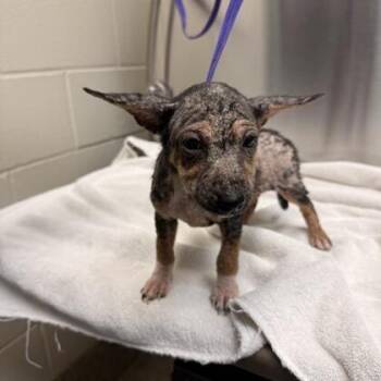Wal-E -  Terrier and Mixed Breed Dog for Adoption in Chicago, Illinois - Wal-E | PetCurious