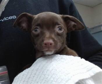 BITSY -  Chihuahua and Mixed Breed Dog for Adoption in Salinas, California - BITSY | PetCurious