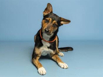 German Shepherd Dog and Mixed Breed Dogs Available for Adoption - BENTLEY | PetCurious