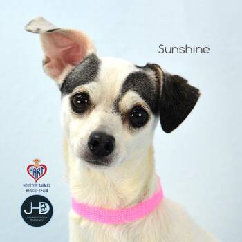 Sunshine -  Chihuahua and Mixed Breed Dog for Adoption - Sunshine | PetCurious