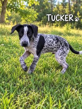 Tucker -  Pointer Dog for Adoption in Lucas, Texas - Tucker | PetCurious
