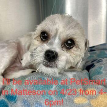 Mixed Breed Dogs Available for Adoption in Matteson, Illinois - Snowball | PetCurious