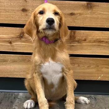 Camille -  Wirehaired Terrier and Vizsla Dog for Adoption in Mount Pleasant, Texas - Camille | PetCurious