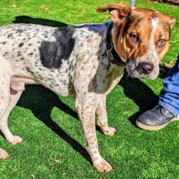 Cattle Dog Dogs Available for Adoption in Charlottesville, Virginia - Niblet | PetCurious