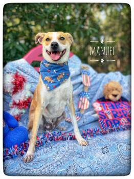 Manuel -  Jack Russell Terrier Dog for Adoption in Sebring, Florida - Manuel | PetCurious